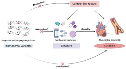 Unraveling genetic causality between metformin and myocardial infarction on the basis of Mendelian randomization